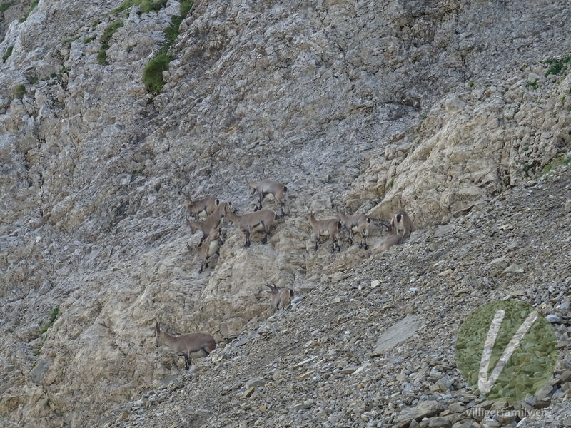 Alpen-Steinbock: 