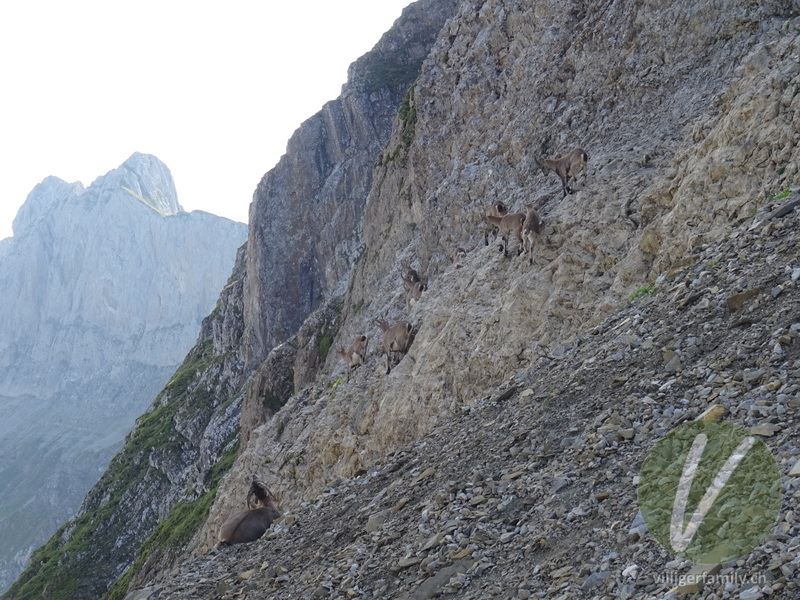 Alpen-Steinbock: 