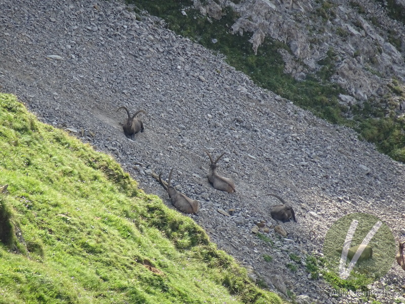 Alpen-Steinbock: 