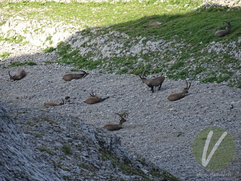 Alpen-Steinbock: 