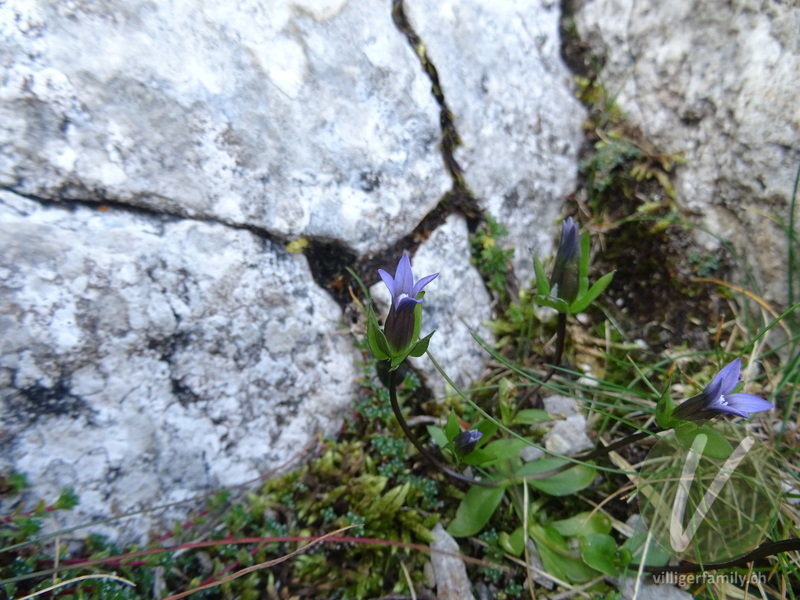 Zarter Enzian: Blüten