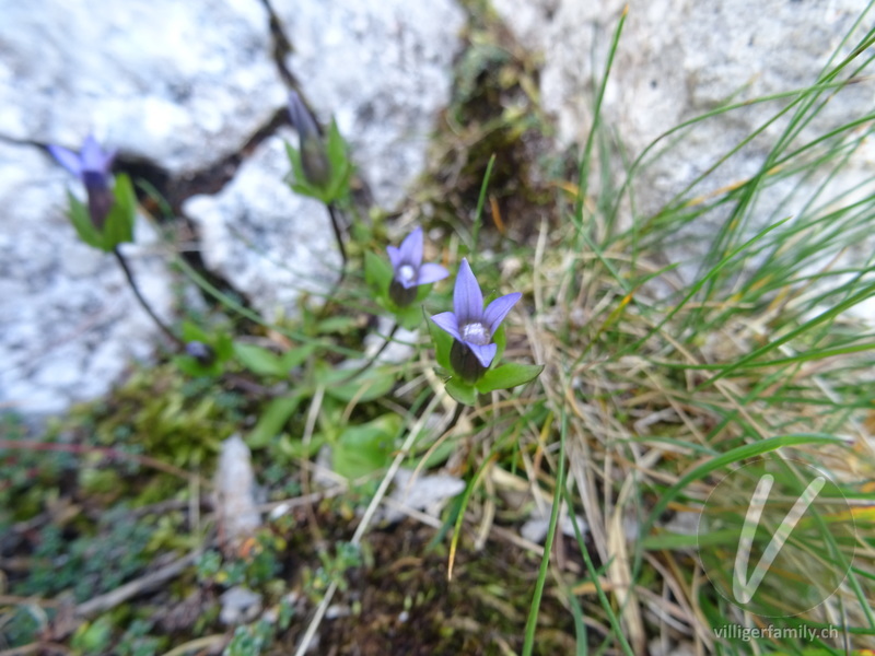 Zarter Enzian: Blüten