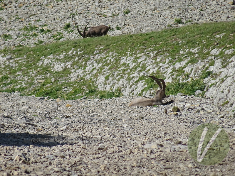 Alpen-Steinbock: 