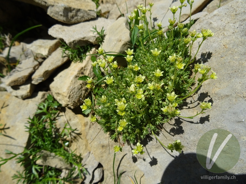 Moschus-Steinbrech: Gesamtbild