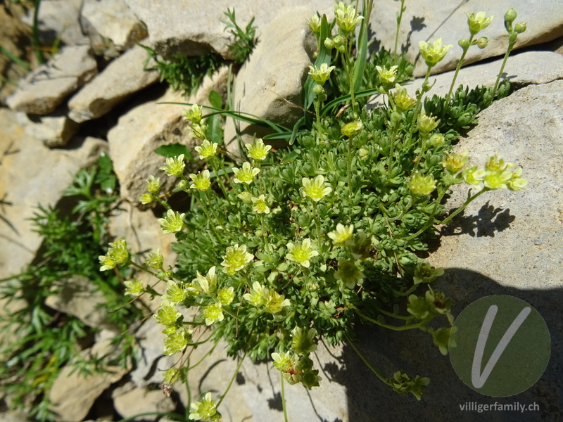 Moschus-Steinbrech: Gesamtbild