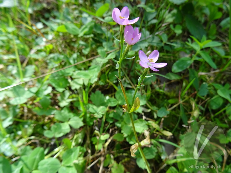 Echtes Tausendgüldenkraut: Blüten, Gesamtbild