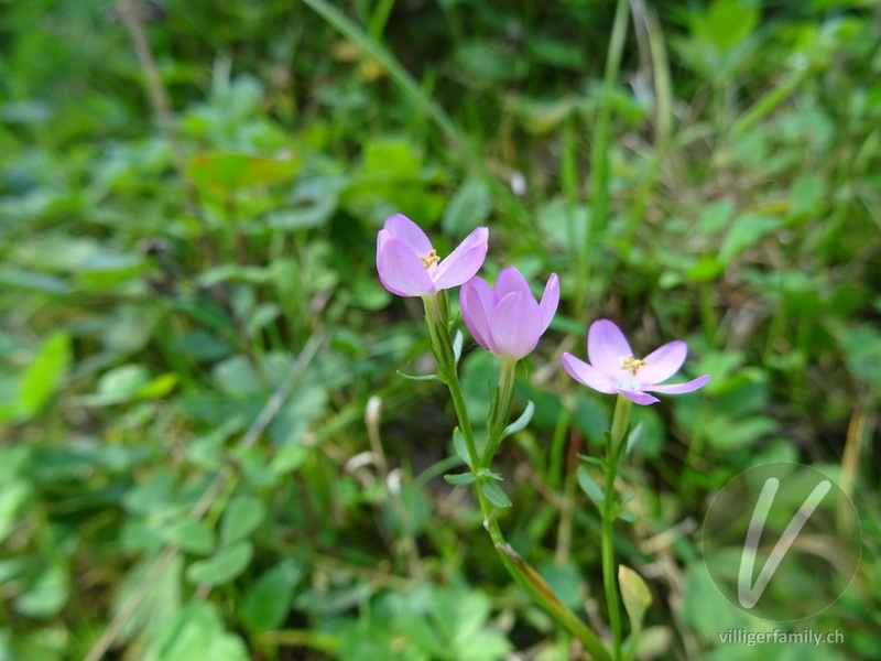 Echtes Tausendgüldenkraut: Blüten