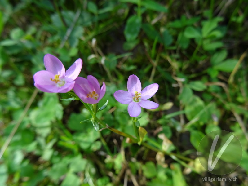 Echtes Tausendgüldenkraut: Blüten