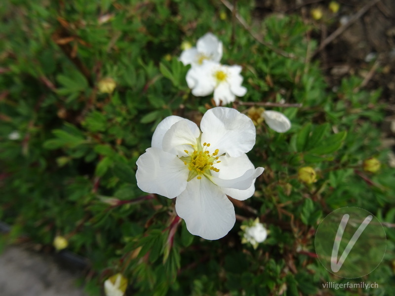 Strauch-Fingerkraut: Blüten