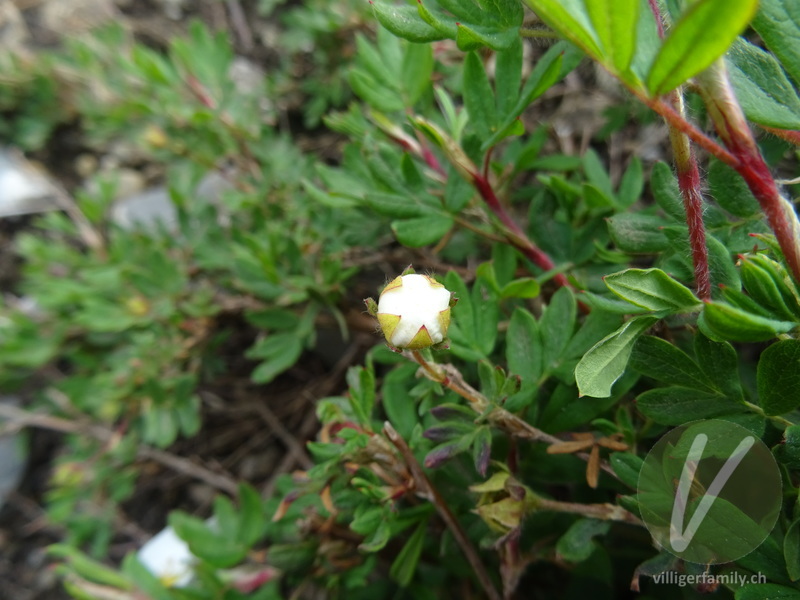 Strauch-Fingerkraut: Blüten