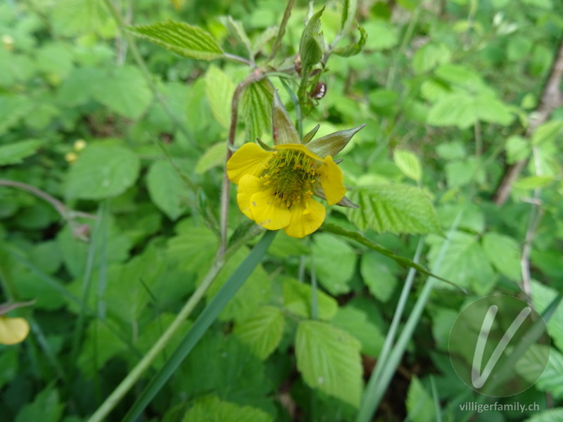 Bach-Nelkenwurz: Blüten