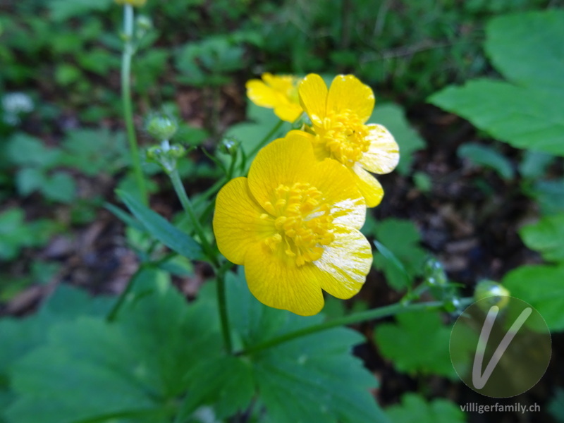 Wolliger Hahnenfuss: Blüten