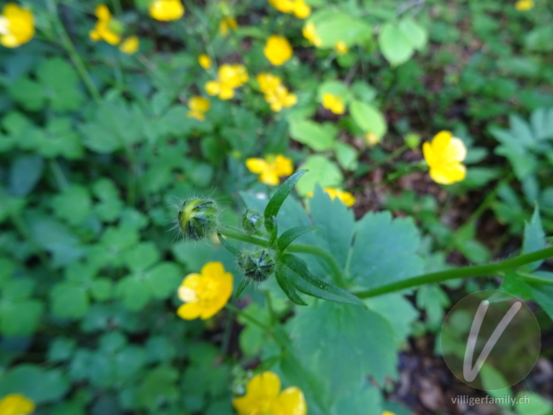 Wolliger Hahnenfuss: Blüten