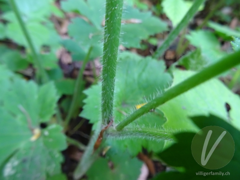 Wolliger Hahnenfuss: Stengel