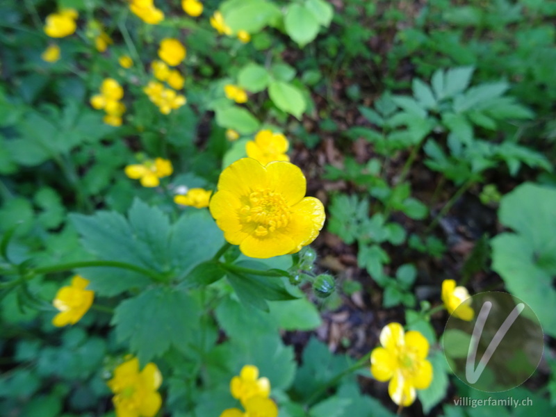 Wolliger Hahnenfuss: Blüten