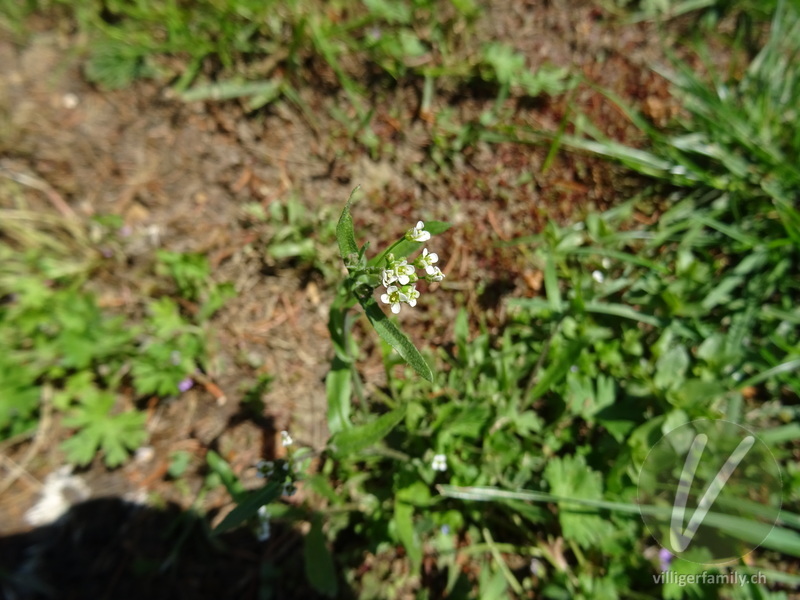 Acker-Täschelkraut: Blüten