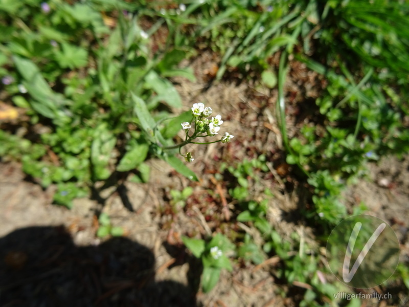 Acker-Täschelkraut: Blüten