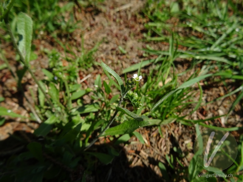 Acker-Täschelkraut: Blüten