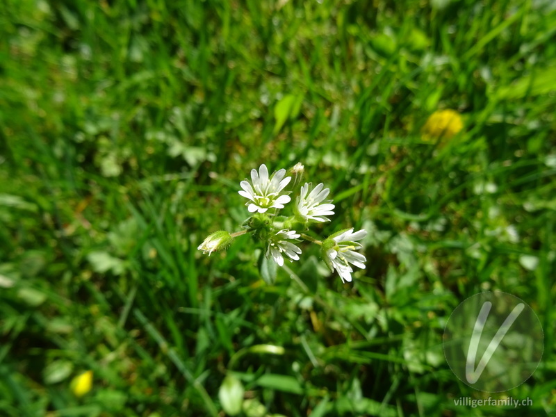 Gewöhnliches Hornkraut: Blüten