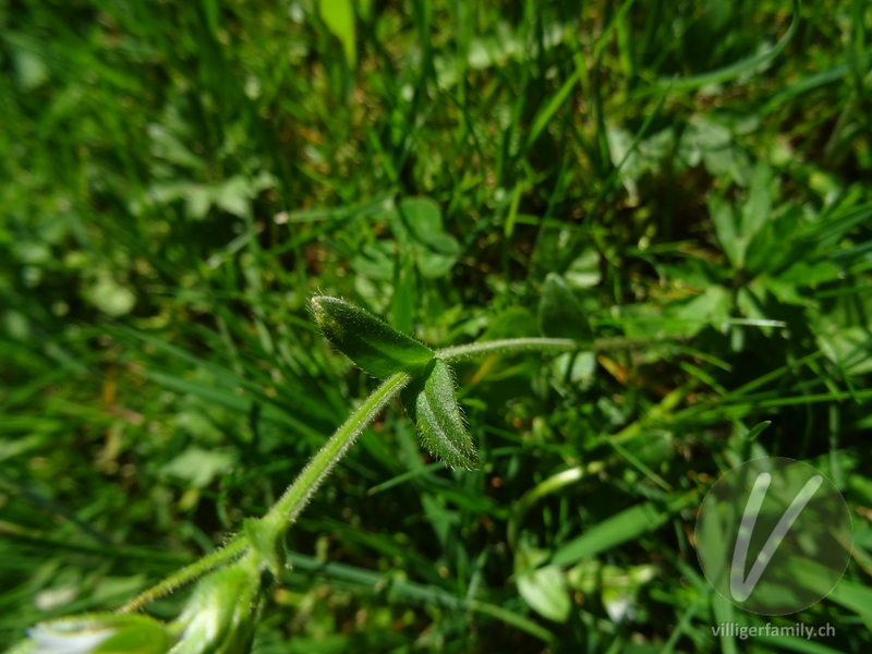 Gewöhnliches Hornkraut: Blätter, Stengel