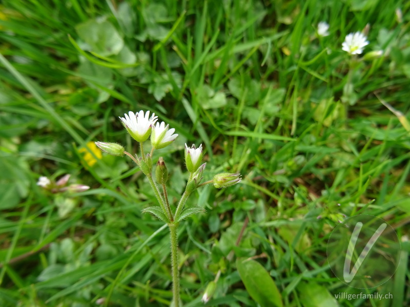 Gewöhnliches Hornkraut: Blüten