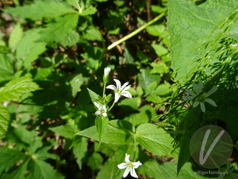 Gewöhnliche Hain-Sternmiere: Blüten