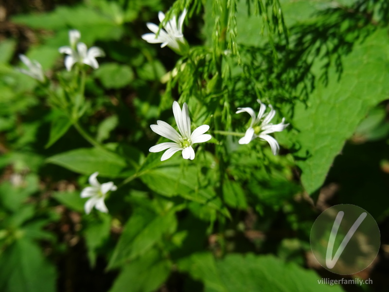 Gewöhnliche Hain-Sternmiere: Blüten