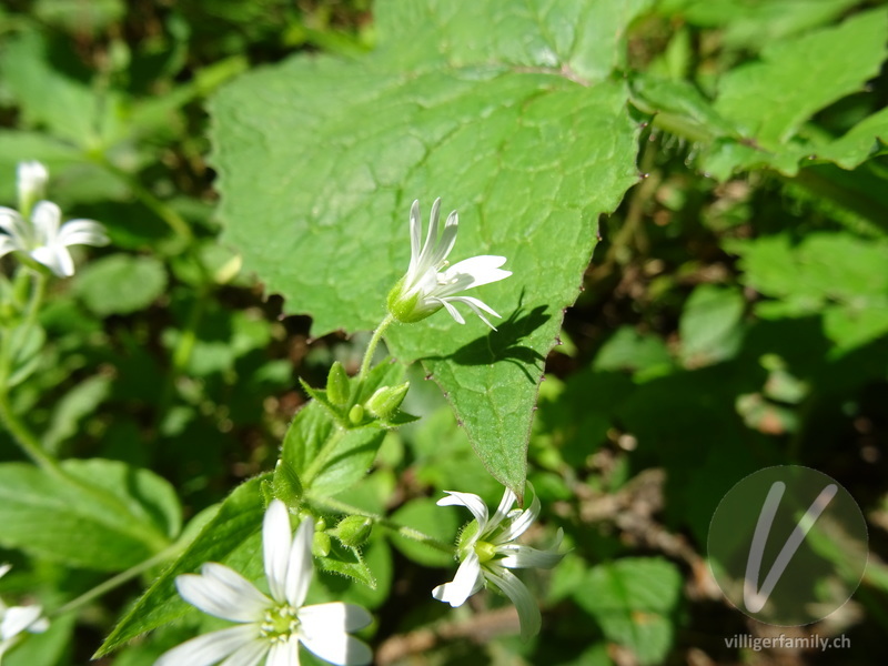 Gewöhnliche Hain-Sternmiere: Blüten