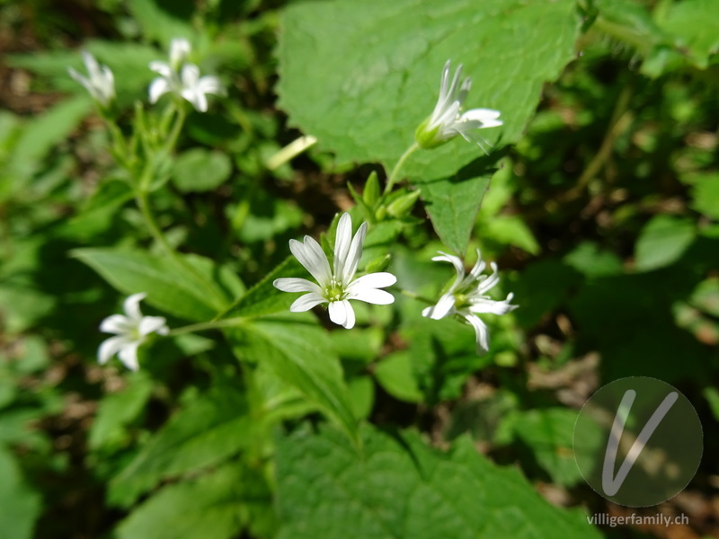 Gewöhnliche Hain-Sternmiere: Blüten