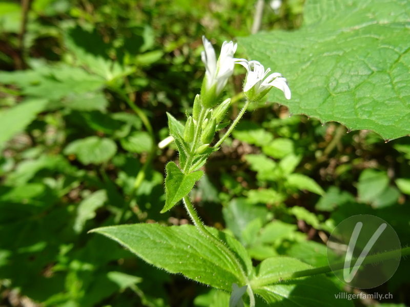 Gewöhnliche Hain-Sternmiere: Blüten, Blätter