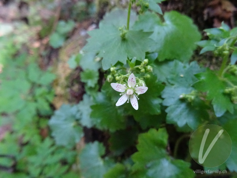 Rundblättriger Steinbrech: Blüten