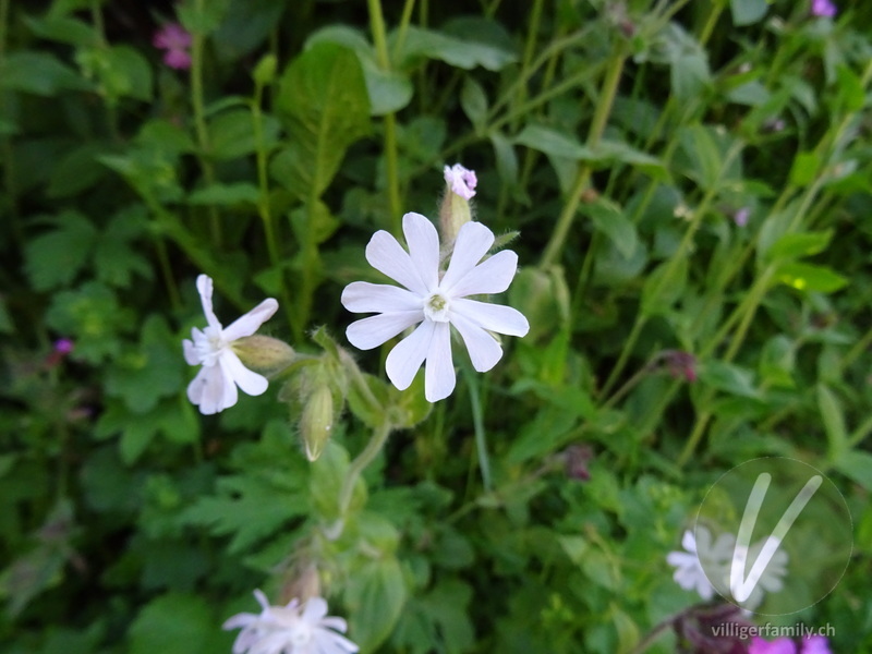 Rote Waldnelke: Blüten