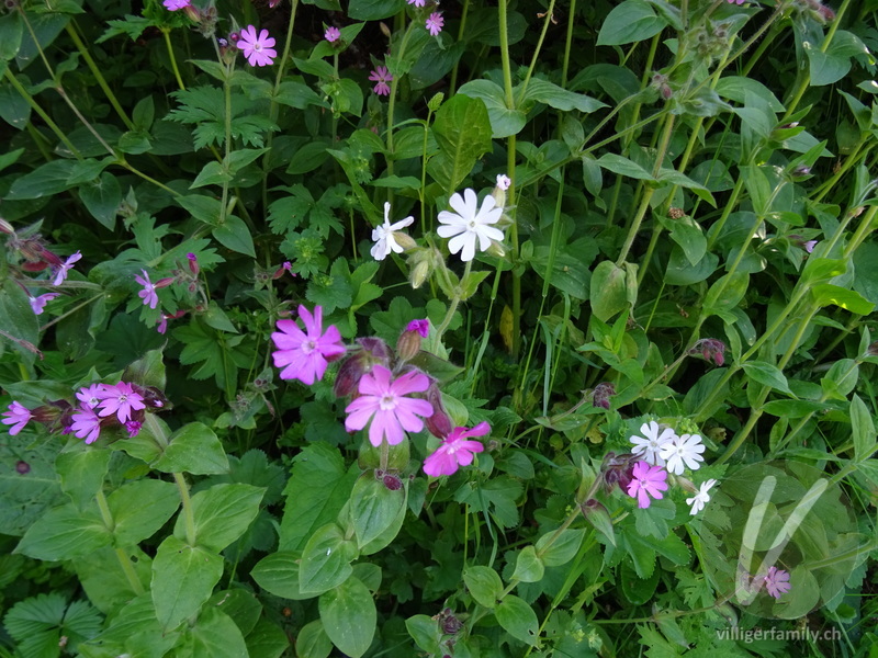 Rote Waldnelke: Blüten