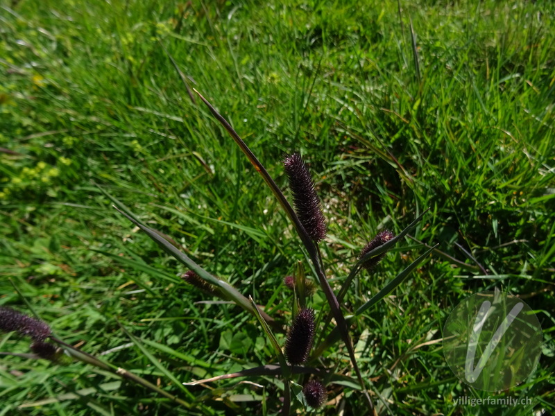 Rätisches Alpen-Lieschgras: Blüten, Blätter