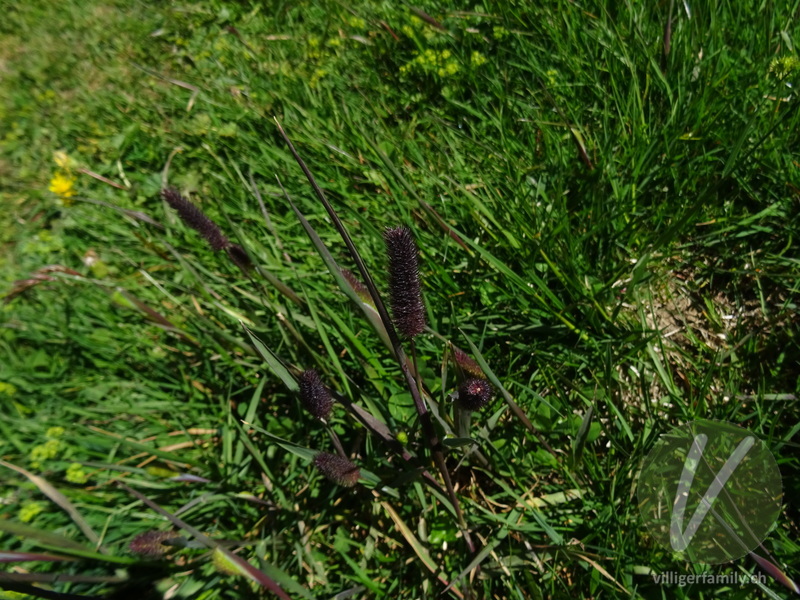 Rätisches Alpen-Lieschgras: Blüten, Blätter