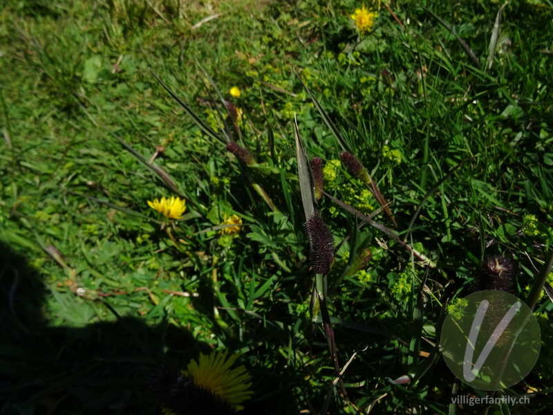 Rätisches Alpen-Lieschgras: Blätter