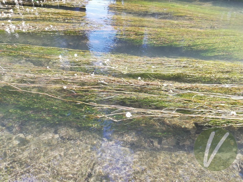 Flutender Wasserhahnenfuss: Gesamtbild