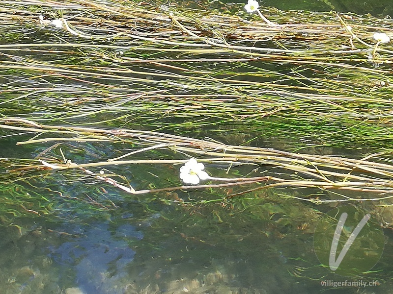 Flutender Wasserhahnenfuss: Blüten