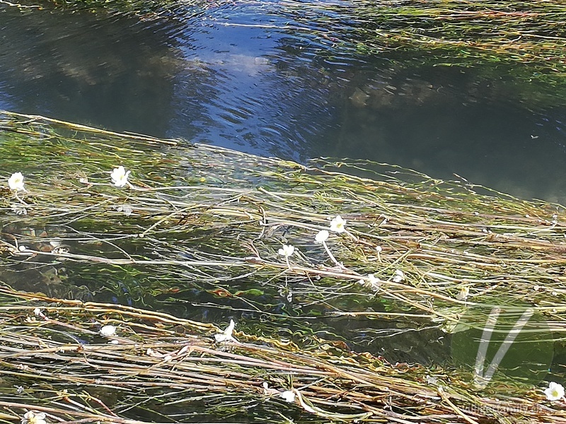 Flutender Wasserhahnenfuss: Blüten