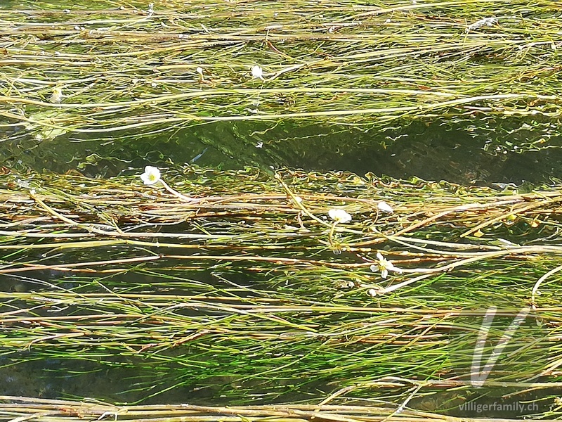 Flutender Wasserhahnenfuss: Blüten