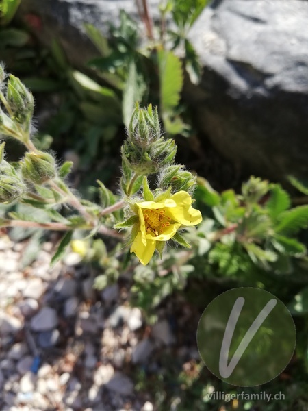 Rauhaariges Fingerkraut: Blüten