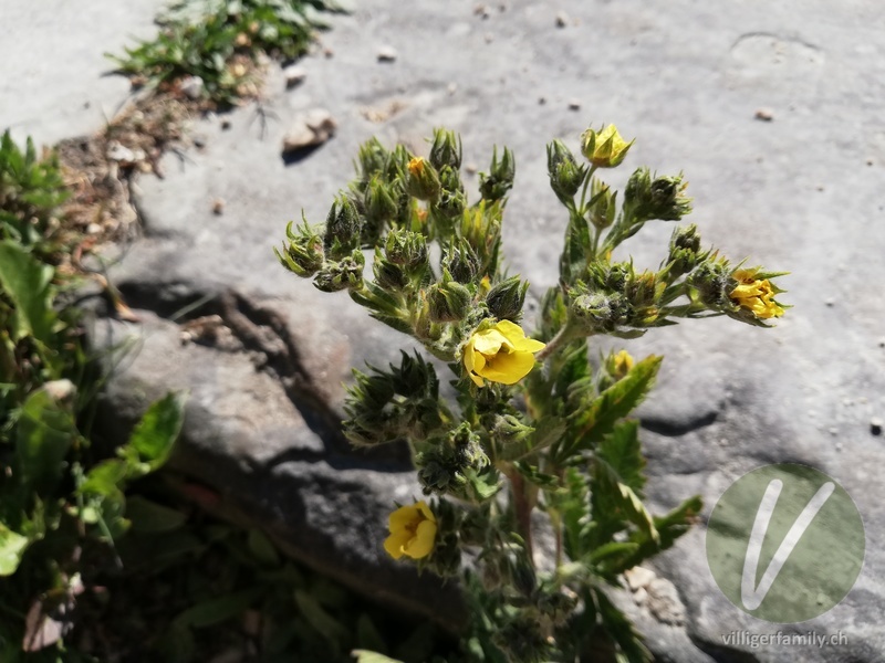 Rauhaariges Fingerkraut: Blüten