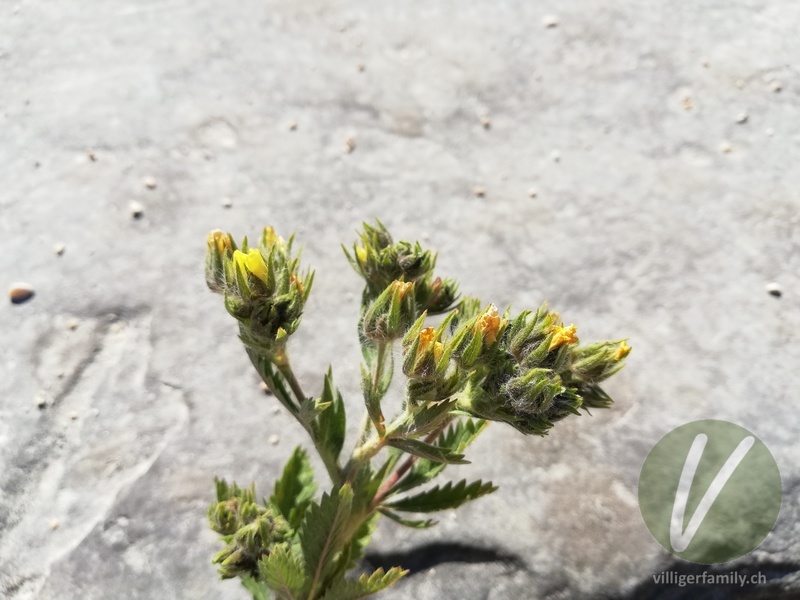 Rauhaariges Fingerkraut: Blüten