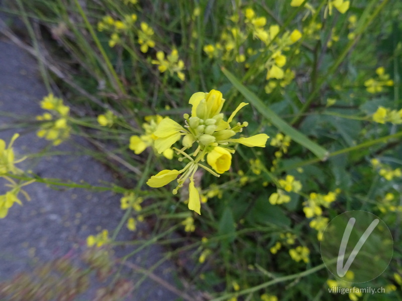 Acker-Senf: Blüten