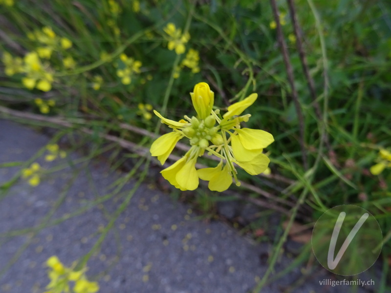 Acker-Senf: Blüten