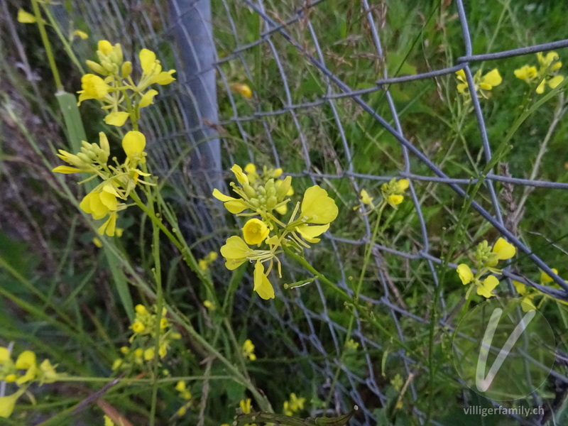 Acker-Senf: Blüten