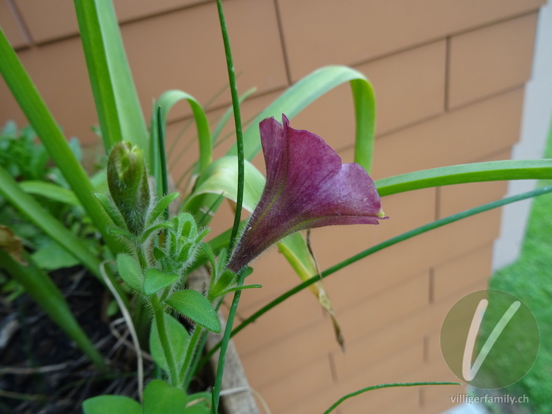 Violette Petunie: Blüten