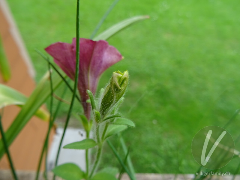 Violette Petunie: Blüten