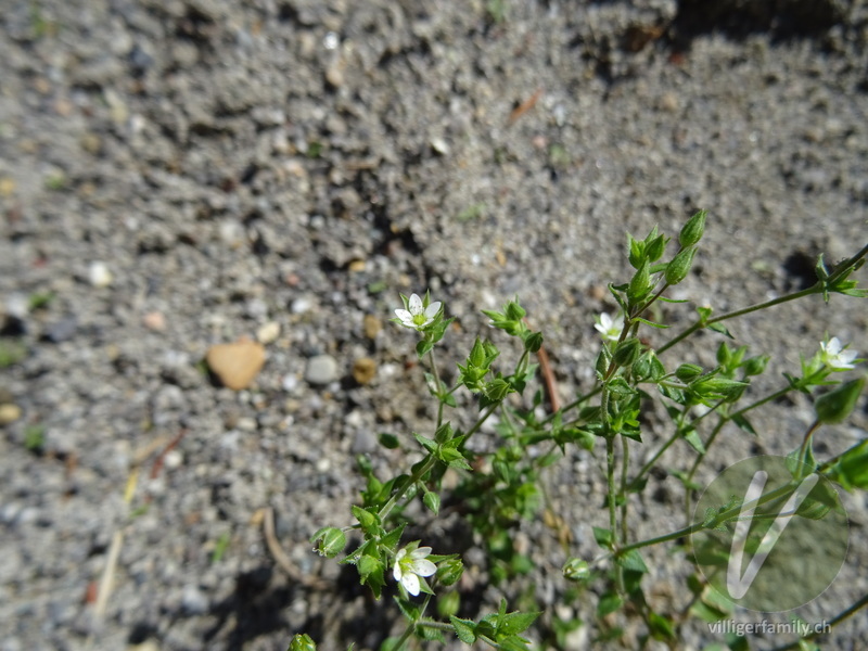 Gewöhnliches Quendelblättriges Sandkraut: Blüten