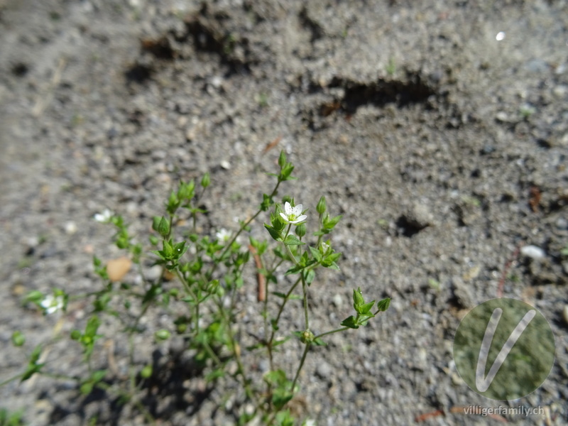 Gewöhnliches Quendelblättriges Sandkraut: Blüten